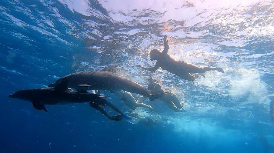 From Sharm: White Island and Ras Mohamed Snorkeling Trip - Safety and the guide team