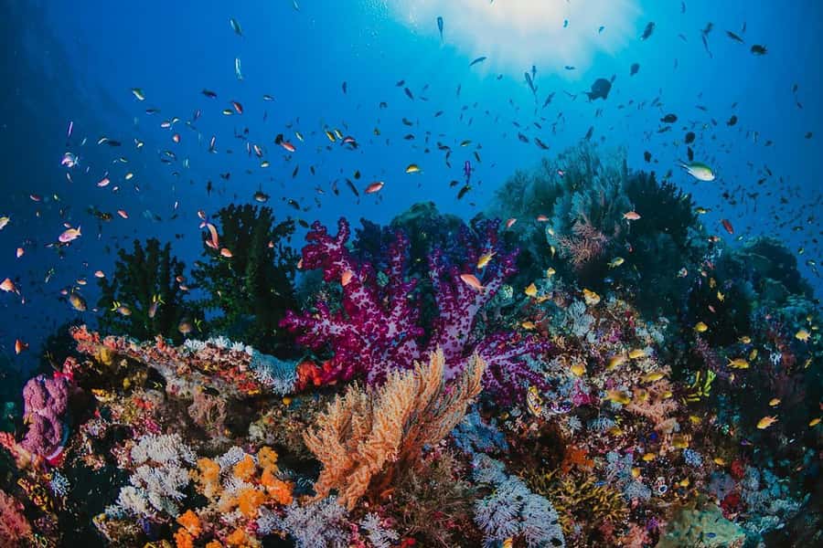 From Sharm: White Island and Ras Mohamed Snorkeling Trip - What the six-hour schedule feels like