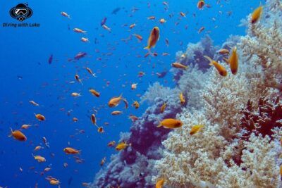 Full day diving with private guide, lunch drinks transportation
