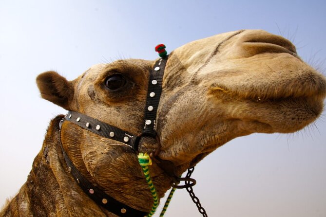 Full day tour Giza Pyramids Sphinx &Lunch and Shopping tour - Cheops, Chephren, and Mycerinus