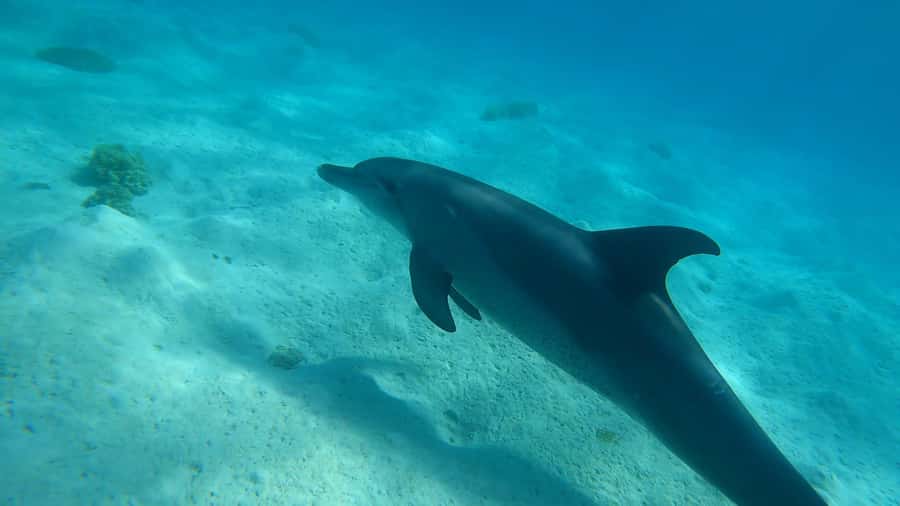 Hurghada: 3 Islands, Dolphins & Snorkel Yacht Trip w/ Lunch - What You Get For $47 In Hurghada