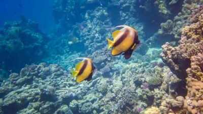 3 Islands, Dolphins & Snorkel Yacht Trip w/ Lunch