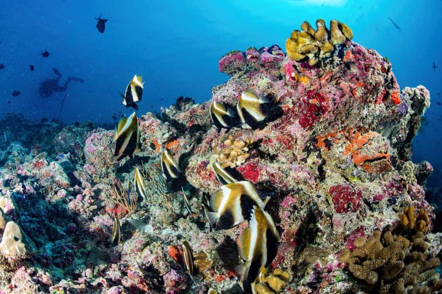 Hurghada: 3 Islands, Dolphins & Snorkel Yacht Trip w/ Lunch - Dolphin Watching Requires Luck And Patience