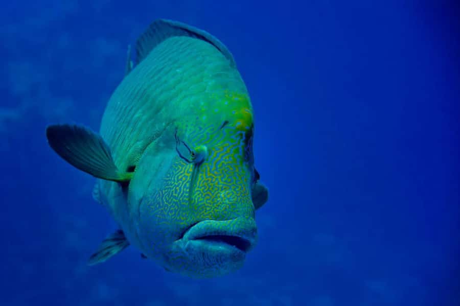 Hurghada: 3 Islands, Dolphins & Snorkel Yacht Trip w/ Lunch - Magawish Ends The Day More Slowly