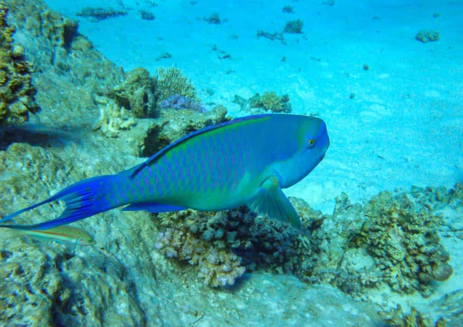 Hurghada: 3 Islands, Dolphins & Snorkel Yacht Trip w/ Lunch - Wind, Cold Water, And What To Pack