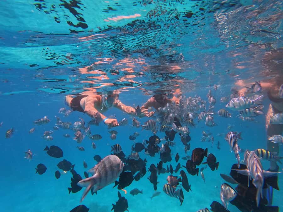 Hurghada: 4 Island Hopping Tour Dolphin, Snorkeling & Lunch - Searching for dolphins in the open sea