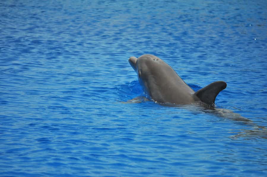 Hurghada: All-Inclusive Elite VIP Dolphin House & Massage - Buffet lunch, drinks, and the comfort factor