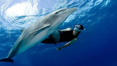 All-Inclusive Elite VIP Dolphin House & Massage