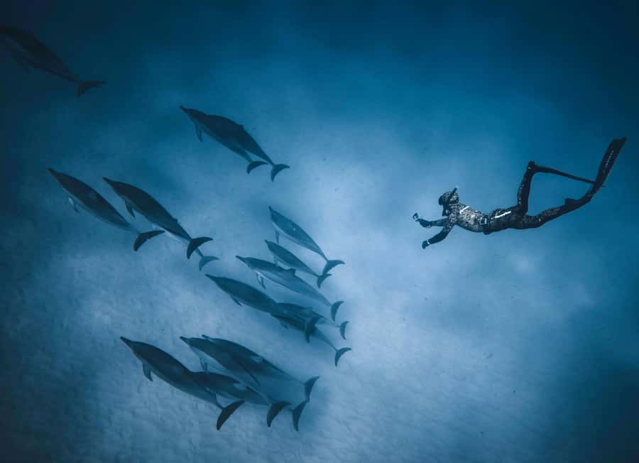 Hurghada: All-Inclusive Elite VIP Dolphin House & Massage - What the crew adds to the day