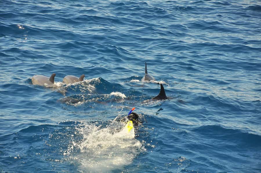 Hurghada: All-Inclusive Elite VIP Dolphin House & Massage - Should you book it?