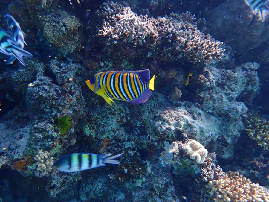Hurghada: Boat trip to Magawish island with Multi Options - Who should book this Magawish trip