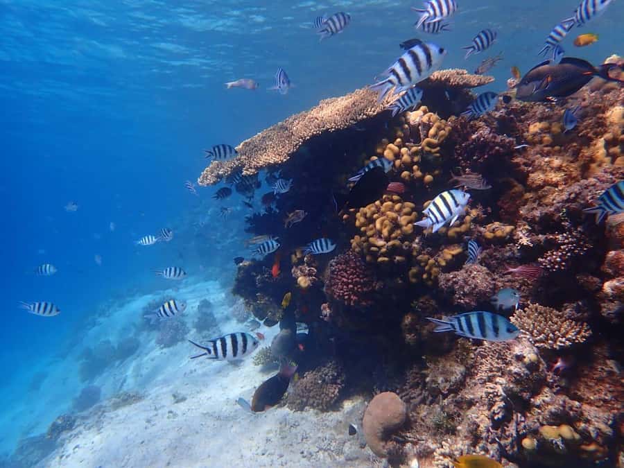 Hurghada: Boat trip to Magawish island with Multi Options - Optional massage, parasailing, and seafood