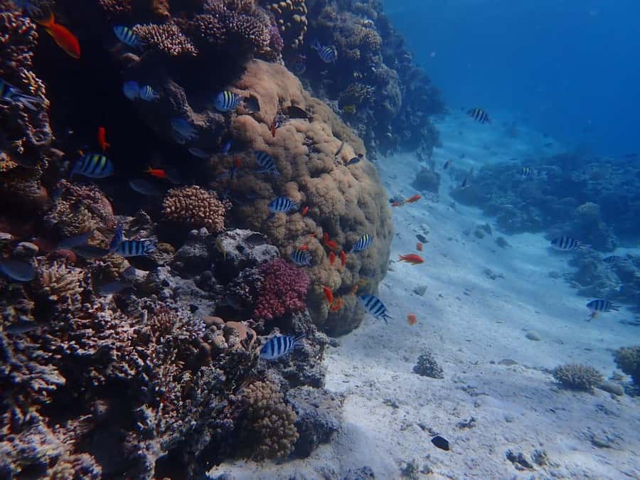 Hurghada: Boat trip to Magawish island with Multi Options - What the $35 price really buys