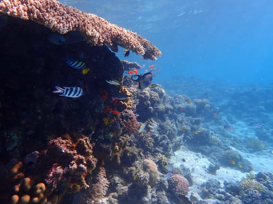 Hurghada: Boat trip to Magawish island with Multi Options - Guides, languages, and the feel of the day