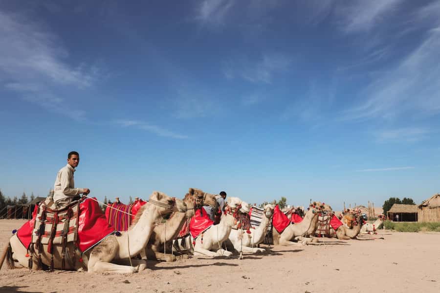 Hurghada: Camel Ride & horse ride and Off-Road Jeep Tour - One hour on a camel between mountain valleys