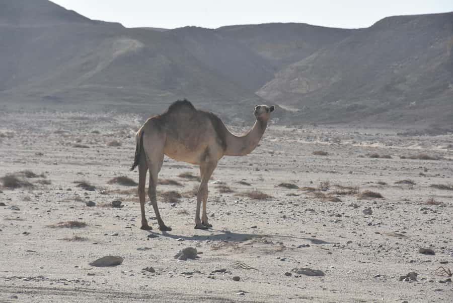 Hurghada: Camel Ride & horse ride and Off-Road Jeep Tour - Choosing sunrise, morning, sunset, or stars