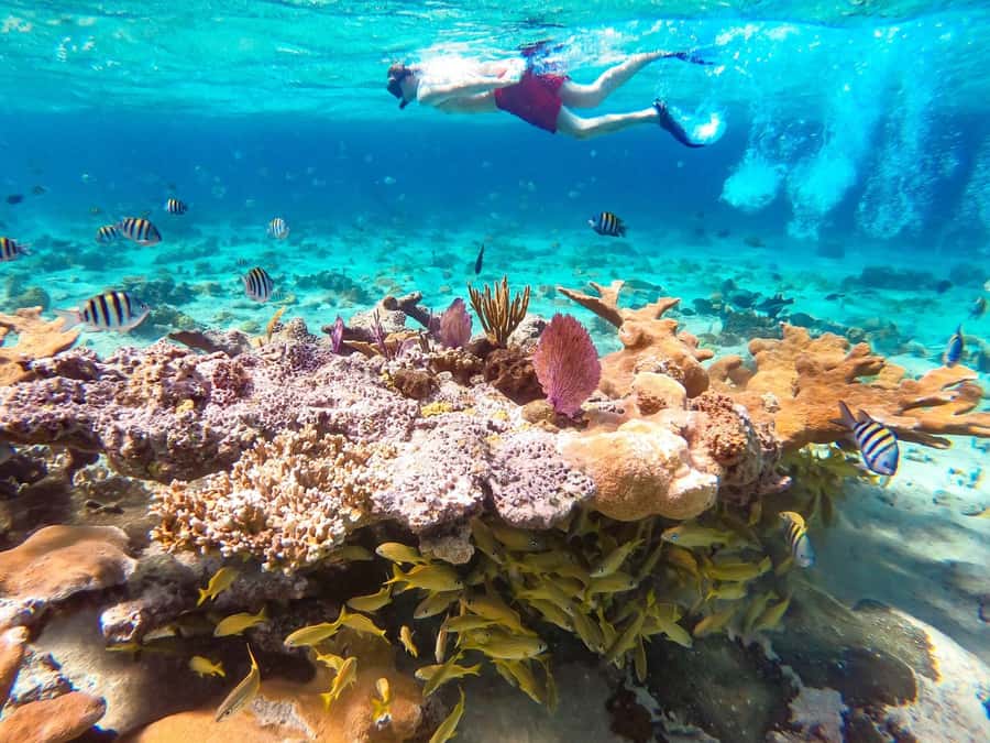 Hurghada: Day Snorkeling with Dolphins - Setting out from Hurghada to Dolphin Reef