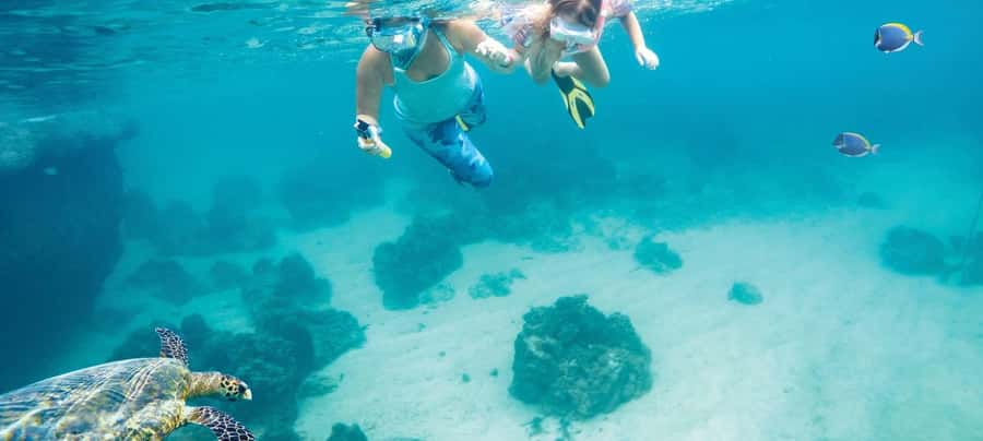Hurghada: Day Snorkeling with Dolphins - Meeting dolphins in open water