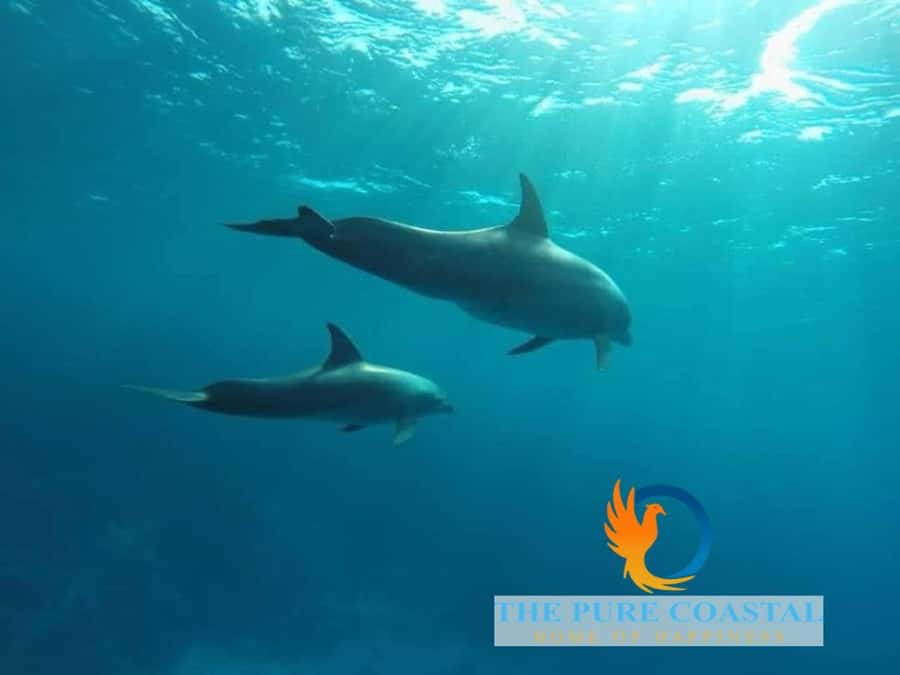 Hurghada: Day Snorkeling with Dolphins - A short inflatable ride before returning