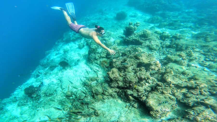 Hurghada: Day Snorkeling with Dolphins - What the $42 price really includes