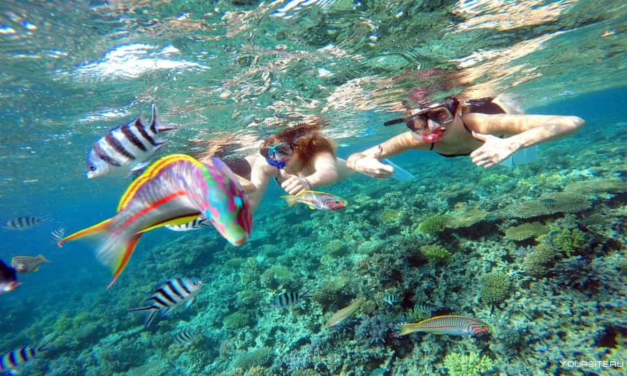 Hurghada: Day Snorkeling with Dolphins - Should you book it?