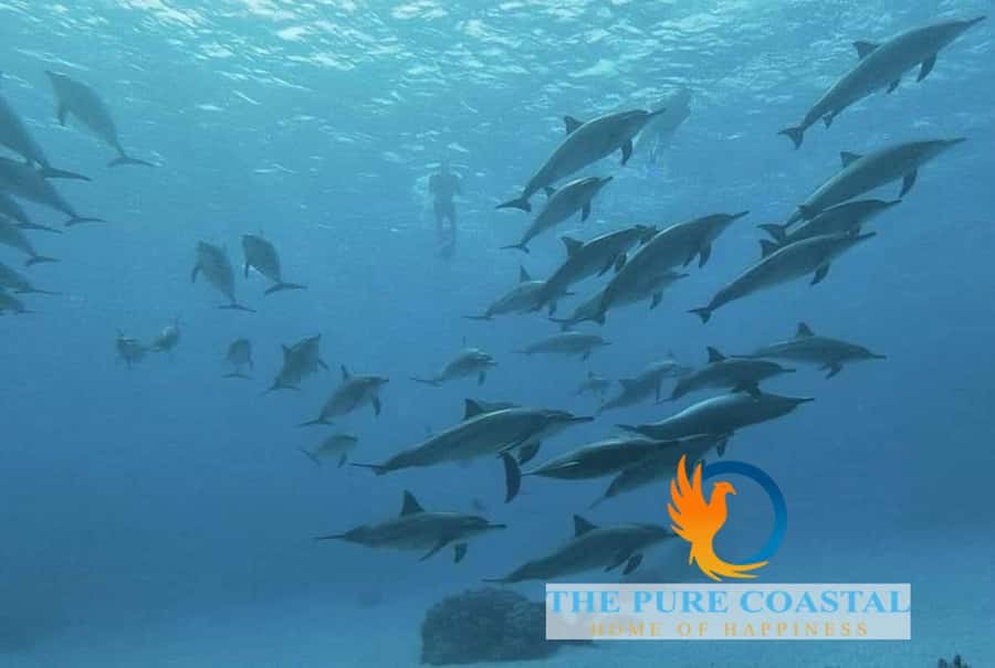 Hurghada: Day Snorkeling with Dolphins - FAQ