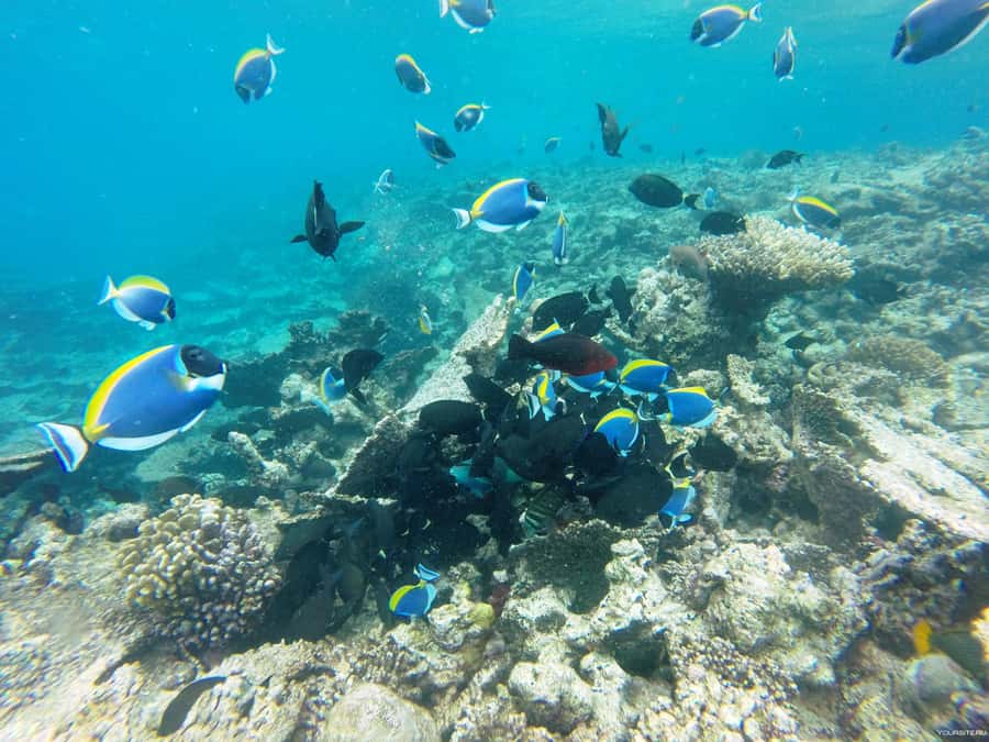 Hurghada: Day Snorkeling with Dolphins - Two reef stops beyond the dolphins