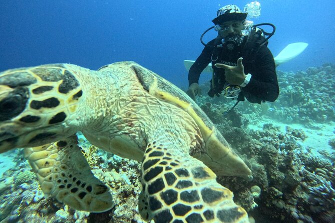Hurghada Diving Adventure one Day with two Dives Boat Trip - Transport, timing, and group size
