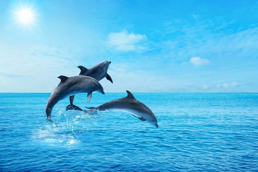 Hurghada: Dolphin & Coral Reef Snorkeling Tour with Lunch - The Banana Boat Ride and Boat Atmosphere