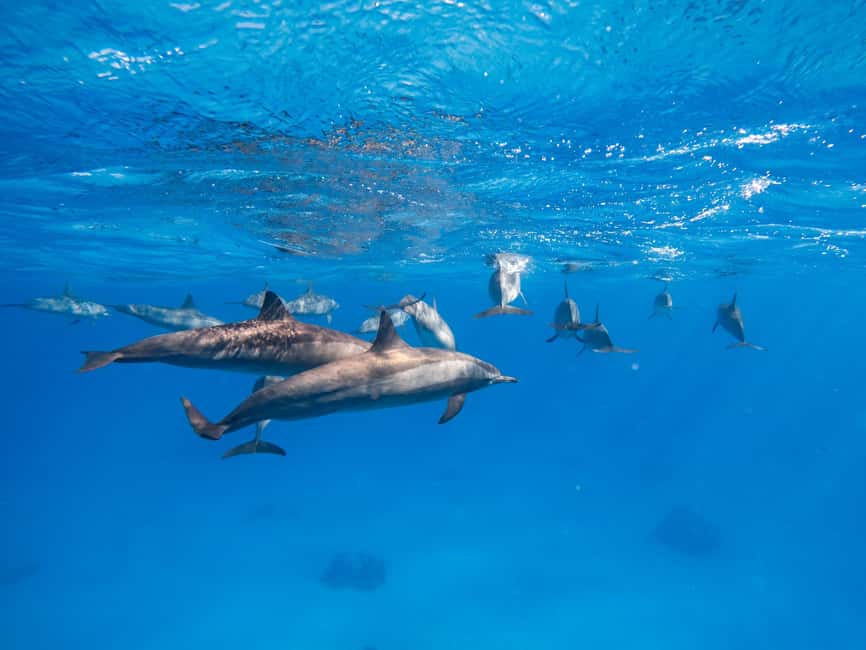 Hurghada: Dolphin & Coral Reef Snorkeling Tour with Lunch - Who Will Enjoy This Hurghada Boat Trip?