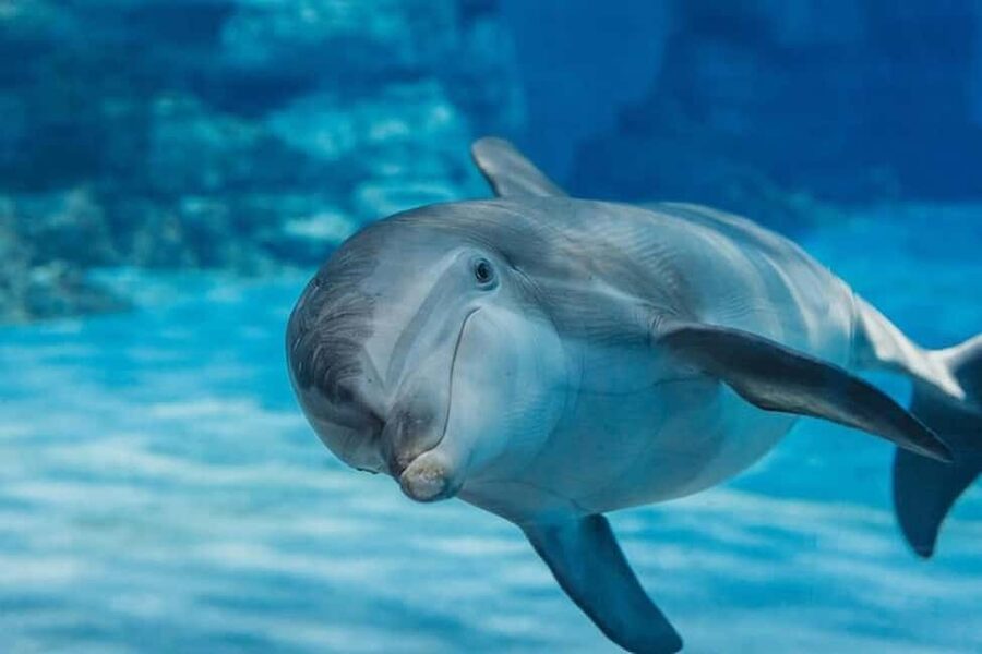 Hurghada: Dolphin & Coral Reef Snorkeling Tour with Lunch - Watching for Dolphins in the Open Sea