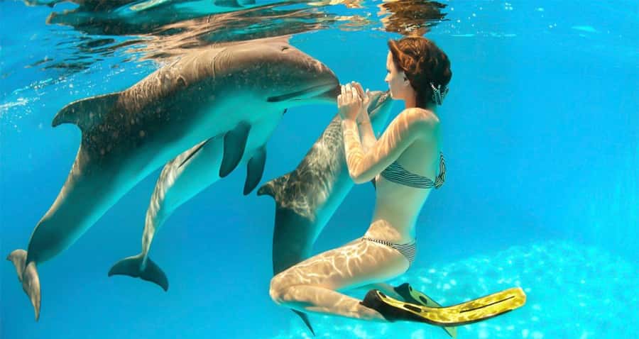 Hurghada: Dolphin watch Cruise with optional pickup - Leaving Hurghada Marina around 9:00 am