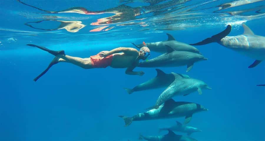 Hurghada: Dolphin watch Cruise with optional pickup - Dolphin House needs realistic expectations