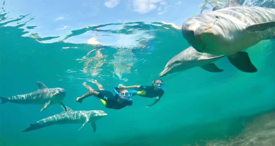 Hurghada: Dolphin watch Cruise with optional pickup - Lunch arrives after the water time
