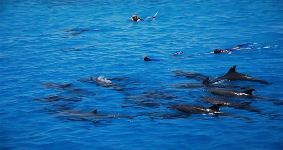 Hurghada: Dolphin watch Cruise with optional pickup - A comfortable yacht with mixed service