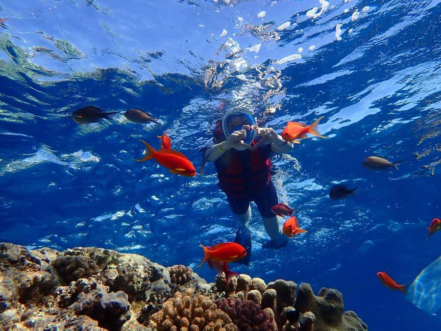 Hurghada: Dolphin watch Cruise with optional pickup - Is $32 good value?
