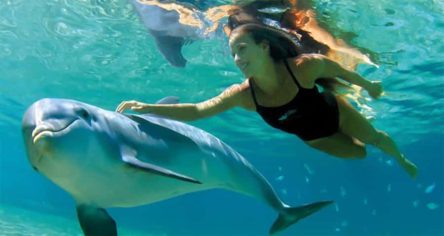Hurghada: Dolphin watch Cruise with optional pickup - The coral reefs are the reliable highlight