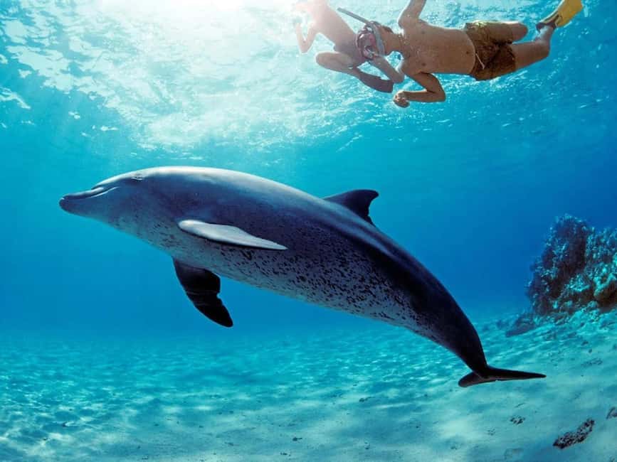 Hurghada: Dolphin Watching Boat Tour with Snorkeling & Lunch - Lunch, drinks, and the value of $25
