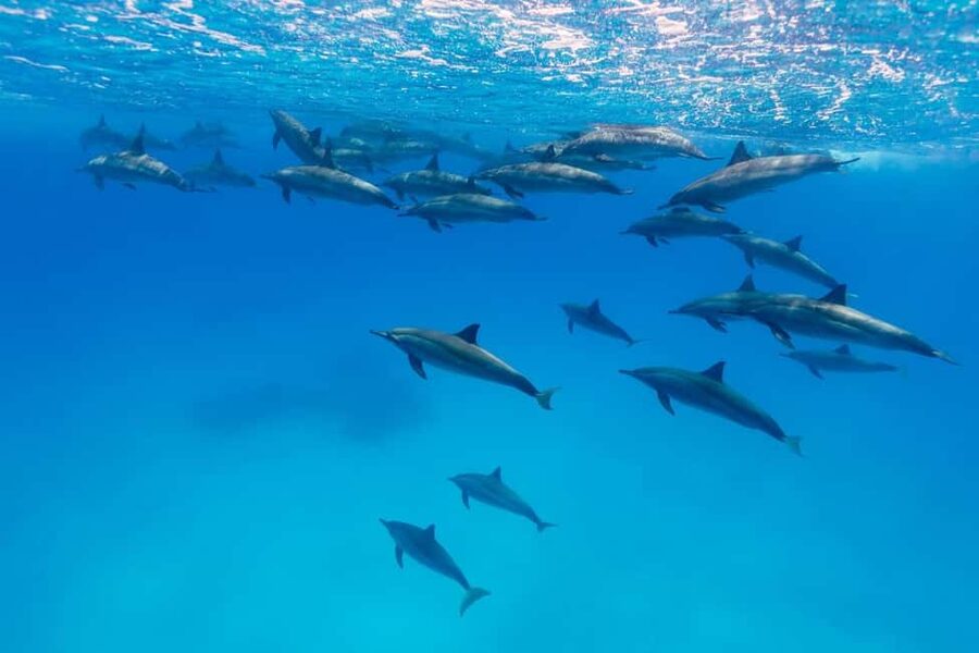 Hurghada: Dolphin Watching Boat Tour with Snorkeling & Lunch - What the day feels like in practice