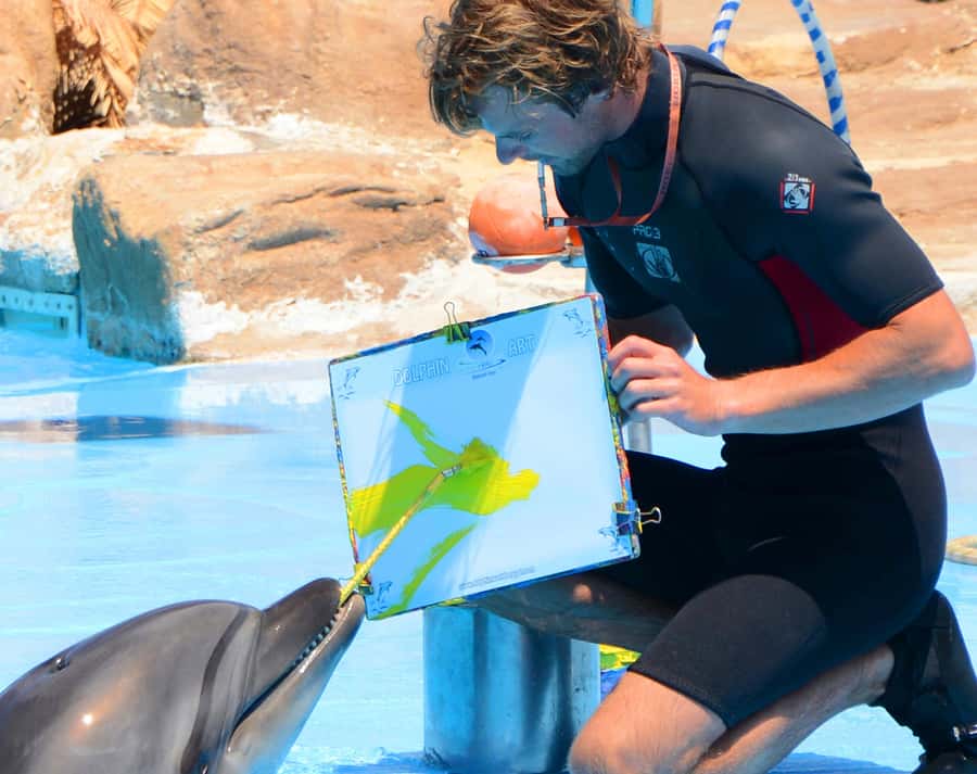 Hurghada: Dolphin World Show with Walruses and Pickup - What happens during the Dolphin World morning