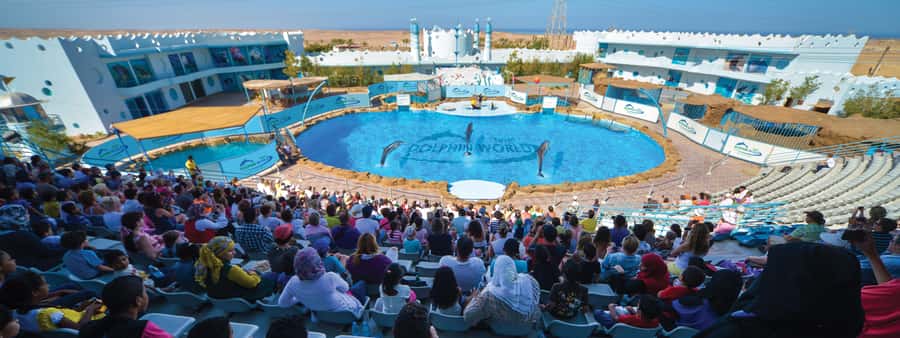 Hurghada: Dolphin World Show with Walruses and Pickup - Sea lions, seals, walrus, and turtles