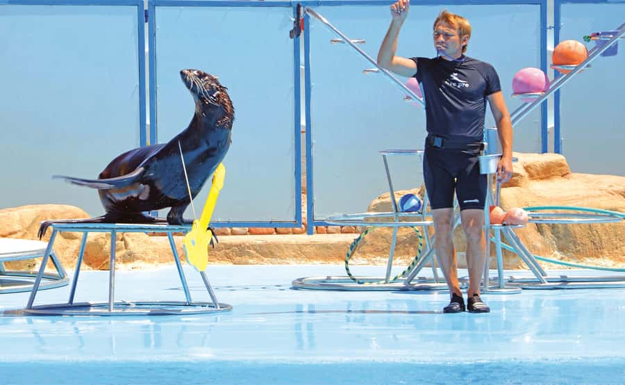 Hurghada: Dolphin World Show with Walruses and Pickup - Dolphin swimming and photographs