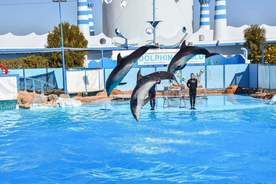 Hurghada: Dolphin World Show with Walruses and Pickup - Why the transfer matters