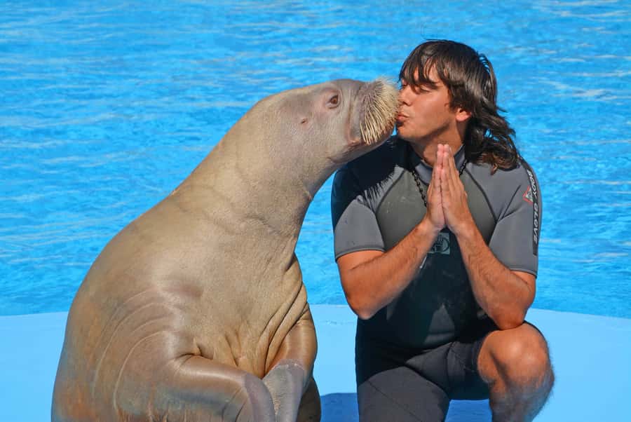 Hurghada: Dolphin World Show with Walruses and Pickup - How good is the $23 value?