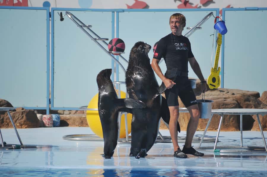 Hurghada: Dolphin World Show with Walruses and Pickup - Dolphins take center stage