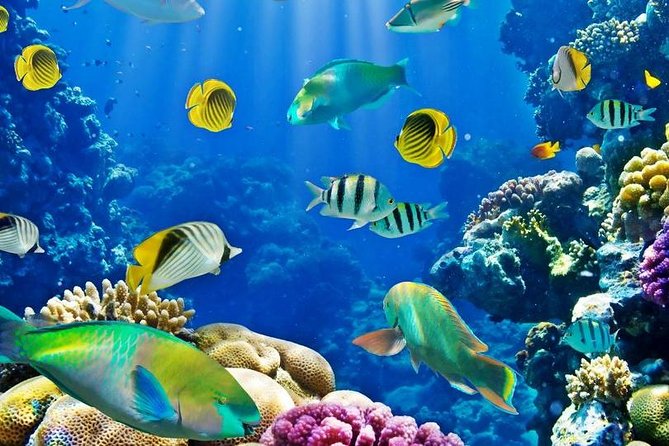 Hurghada: Full-Day Diving Tour with Lunch & Two Dive Sites - What your eight-hour Red Sea day looks like