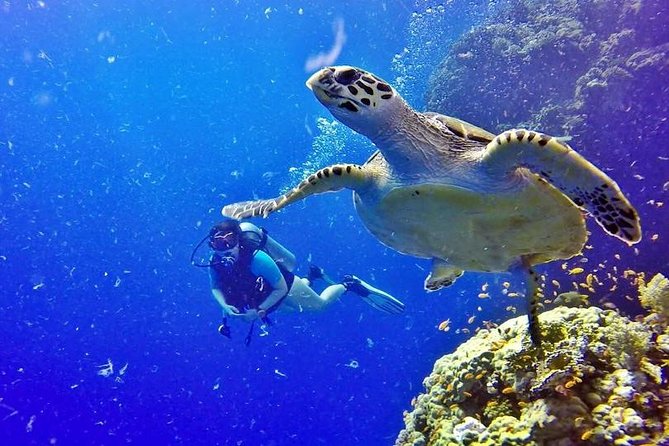 Hurghada: Full-Day Diving Tour with Lunch & Two Dive Sites - Why the $26 price can be good value