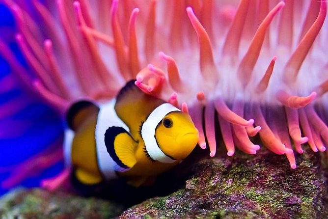 Hurghada: Full-Day Diving Tour with Lunch & Two Dive Sites - Who should choose this trip