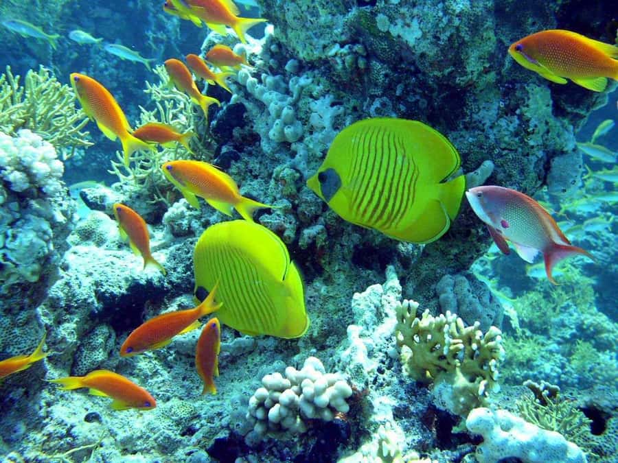 Hurghada: Full-Day Scuba Diving Tour with 2 Sites and Lunch - Two Red Sea sites in one manageable day