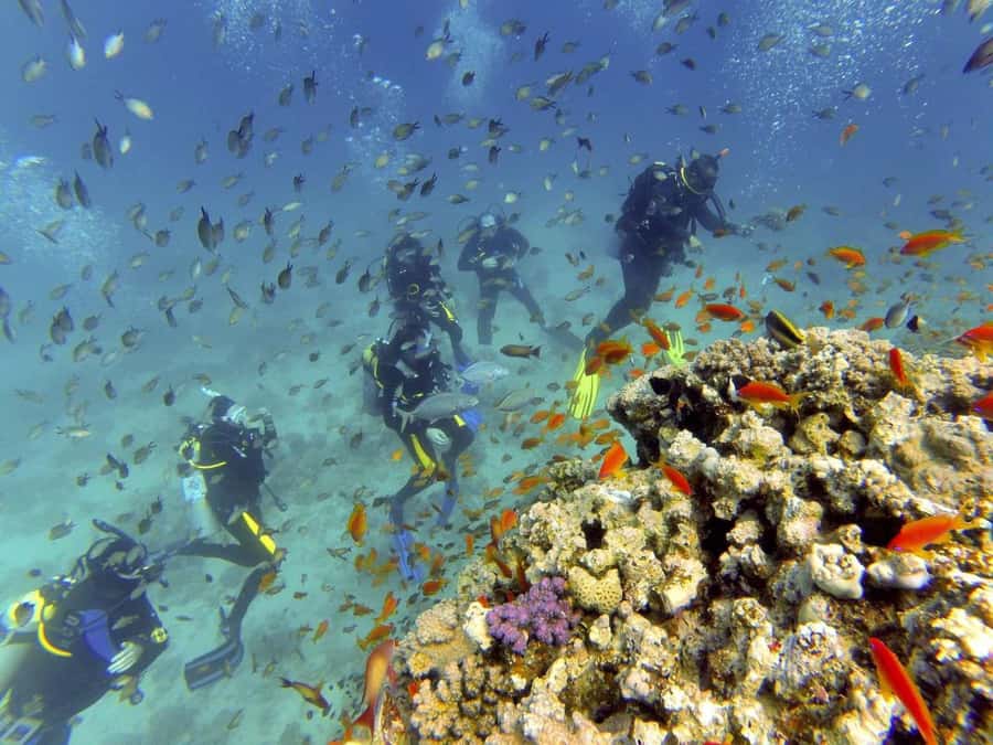 Hurghada: Full-Day Scuba Diving Tour with 2 Sites and Lunch - FAQ